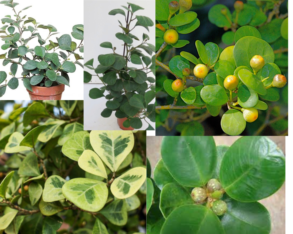 Фикус дельтовидный (Ficus deltoidea) — декоративное комнатное растение с округлыми листьями