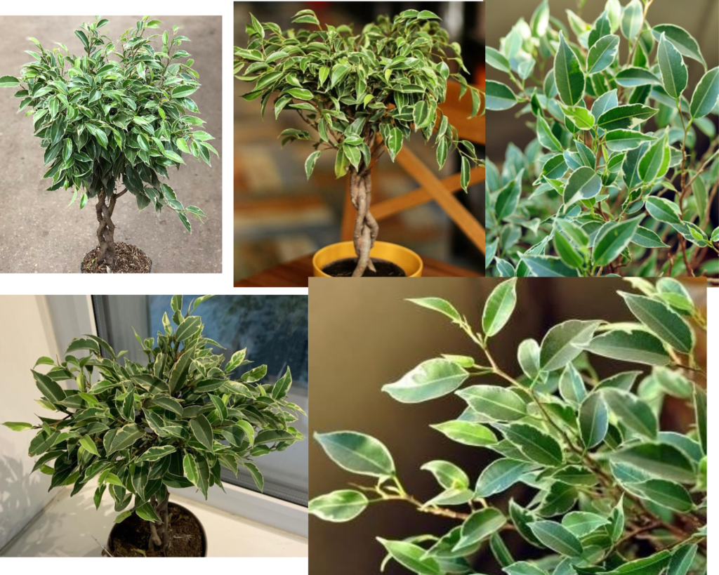 Фикус Бенджамина Нина — компактный пестролистный культивар (Ficus benjamina ‘Nina’)