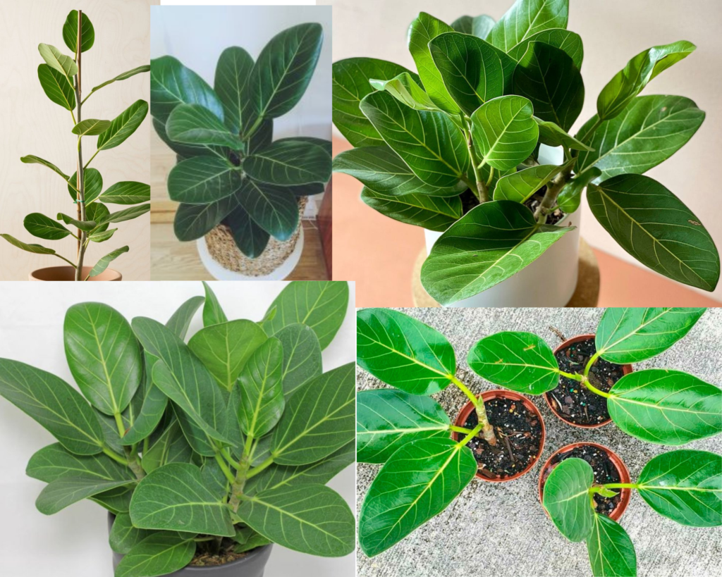 Фикус бенгальский (Ficus benghalensis) — декоративное растение с крупными овальными листьями