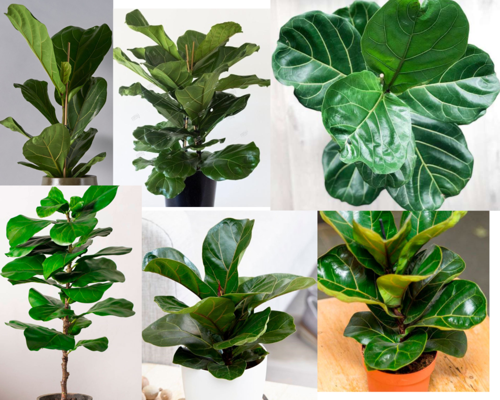 Фикус лировидный (Ficus lyrata) — декоративное комнатное растение с крупными листьями
