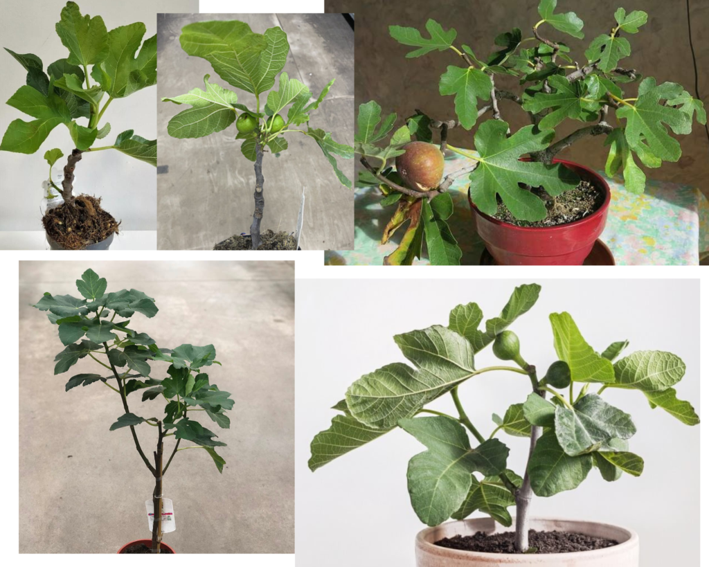Фикус карика (Ficus carica) — инжир, плодовое растение с крупными лопастными листьями