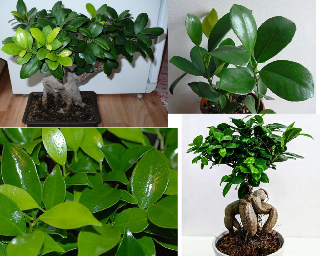 Фикус притупленный (Ficus obtusa) — декоративное комнатное растение с плотной кроной
