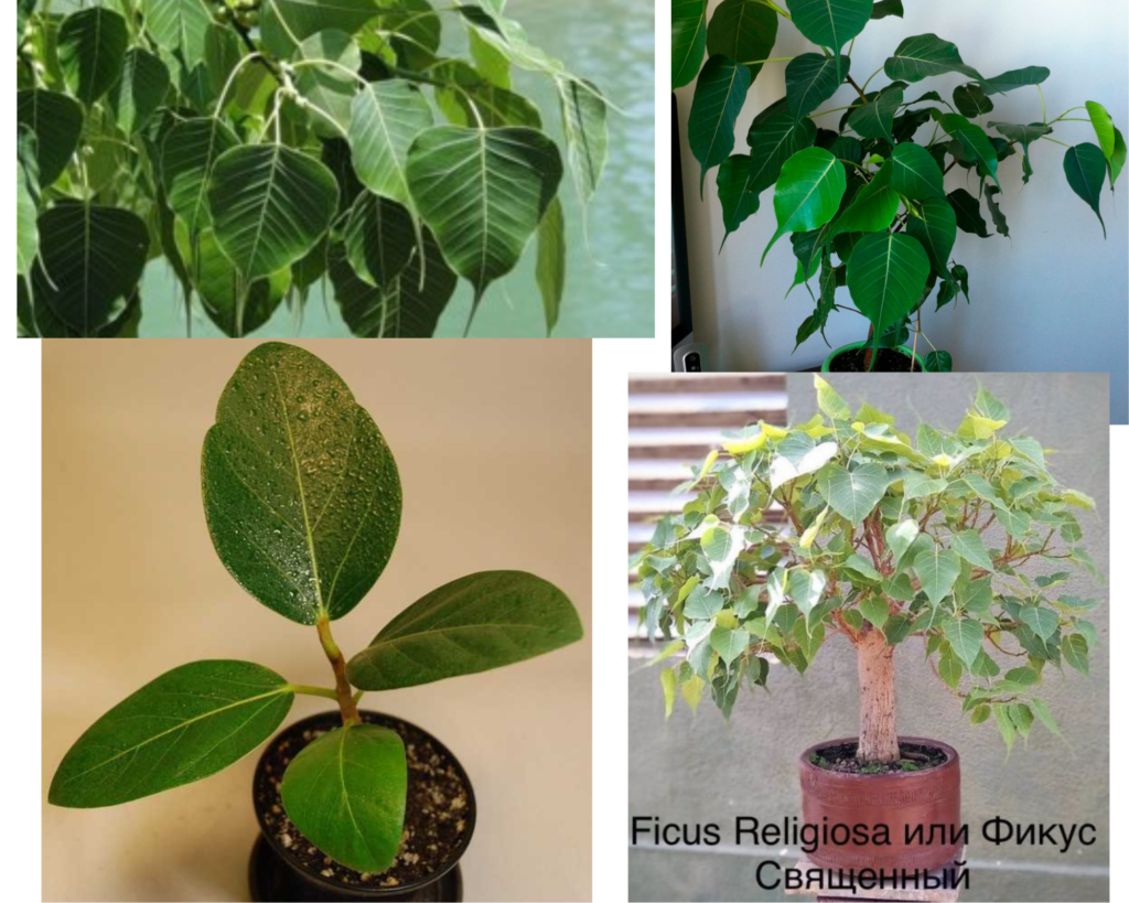 Фикус священный (Ficus religiosa) — декоративное комнатное растение