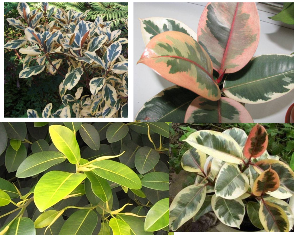 Фикус ржаволистный, рубигиноза (Ficus rubiginosa)