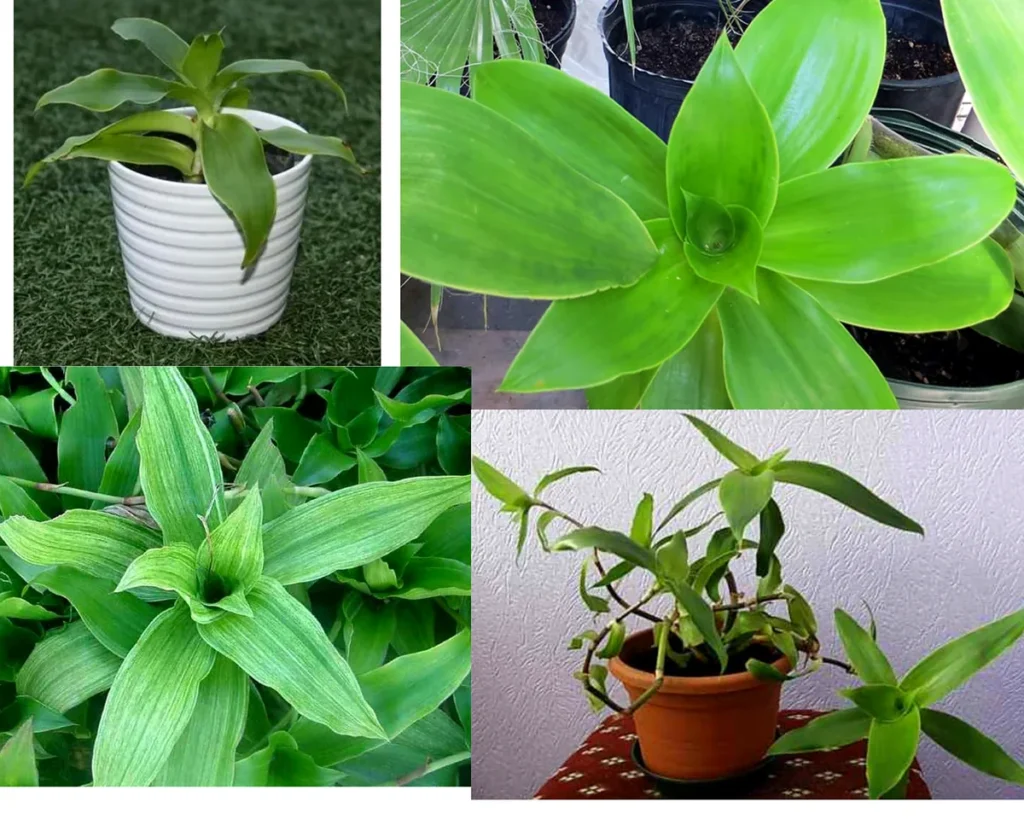 Каллизия душистая, золотой ус (Callisia fragrans) в горшках и крупным планом