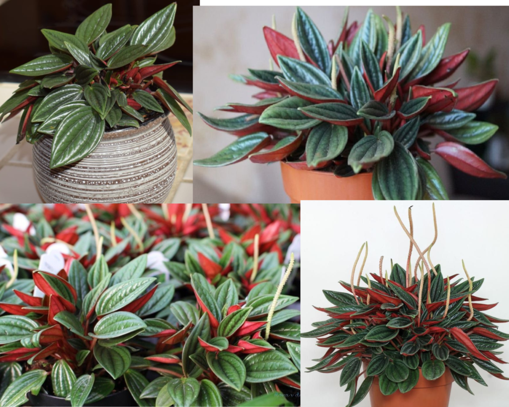Пеперомия Россо (Peperomia Rosso) с глянцевыми зелёными листьями и ярко-красной изнанкой в декоративном горшке