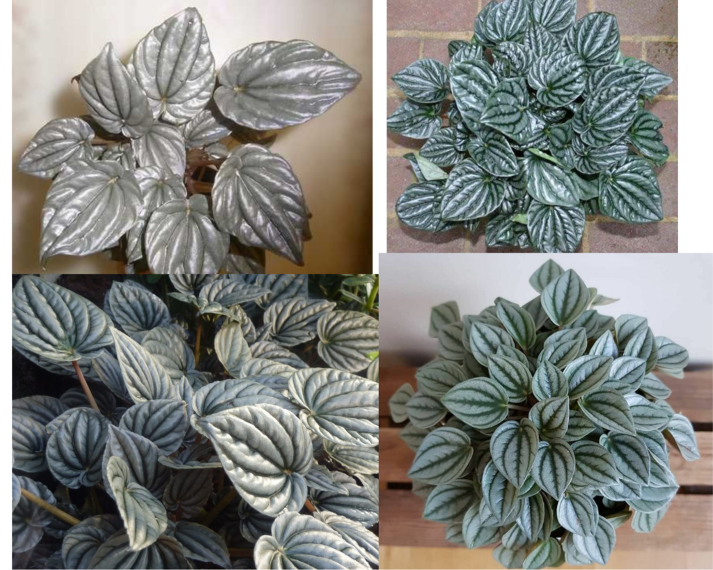 Пеперомия серебристая (Peperomia argyreia) с характерными серебристыми листьями в домашних условиях