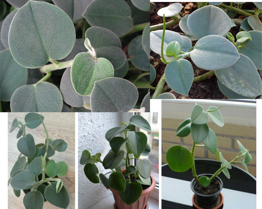 Пеперомия серая (Peperomia icana), декоративное комнатное растение с бархатистыми листьями, уход за пеперомией в домашних условиях