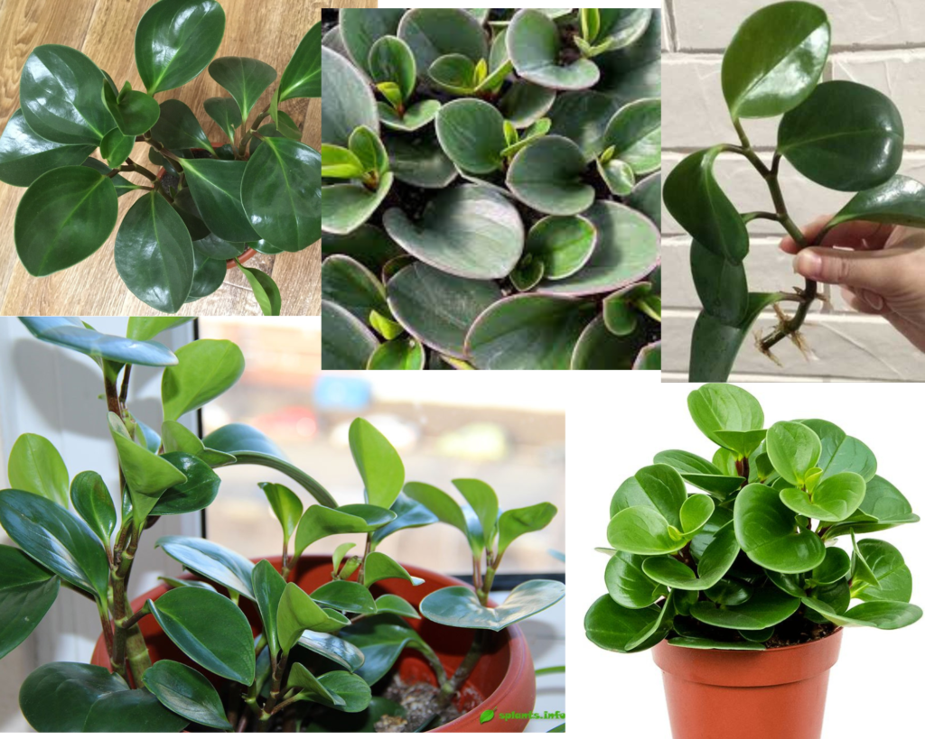 Пеперомия туполистная (Peperomia obtusifolia), комнатное растение с плотными листьями, уход за пеперомией в домашних условиях