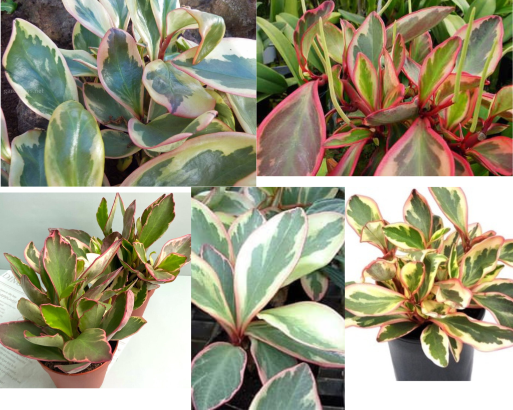 Пеперомия клюзиелистная (Peperomia clusiifolia) с пёстрой листвой, уход за пеперомией в домашних условиях