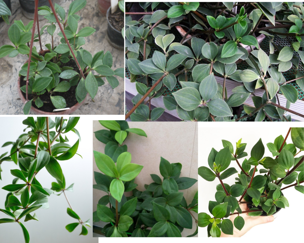 Пеперомия перескиелистная (Peperomia pereskiifolia) — ампельный вид, уход за пеперомией в домашних условиях