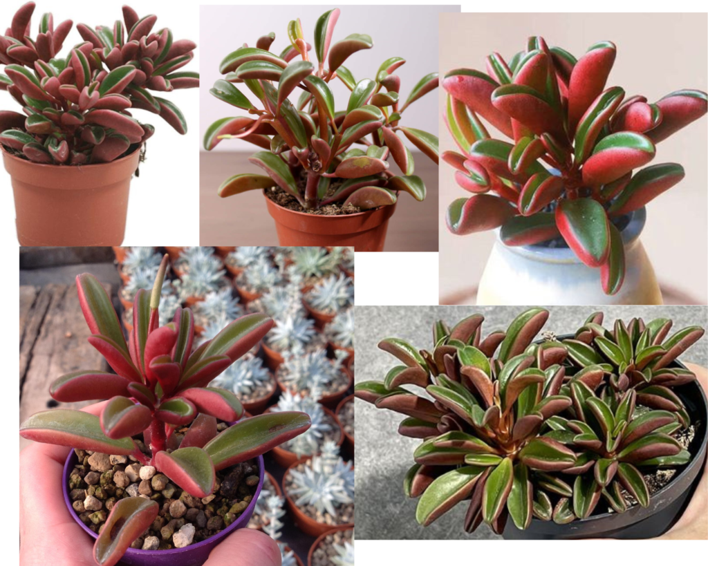 Пеперомия гравеоленс (Peperomia graveolens) с красными листьями — уход за пеперомией в домашних условиях