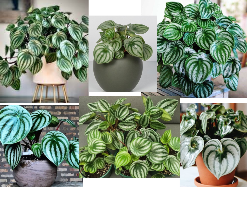 Пеперомия арбузная (Peperomia argyreia) в горшке — уход за пеперомией в домашних условиях