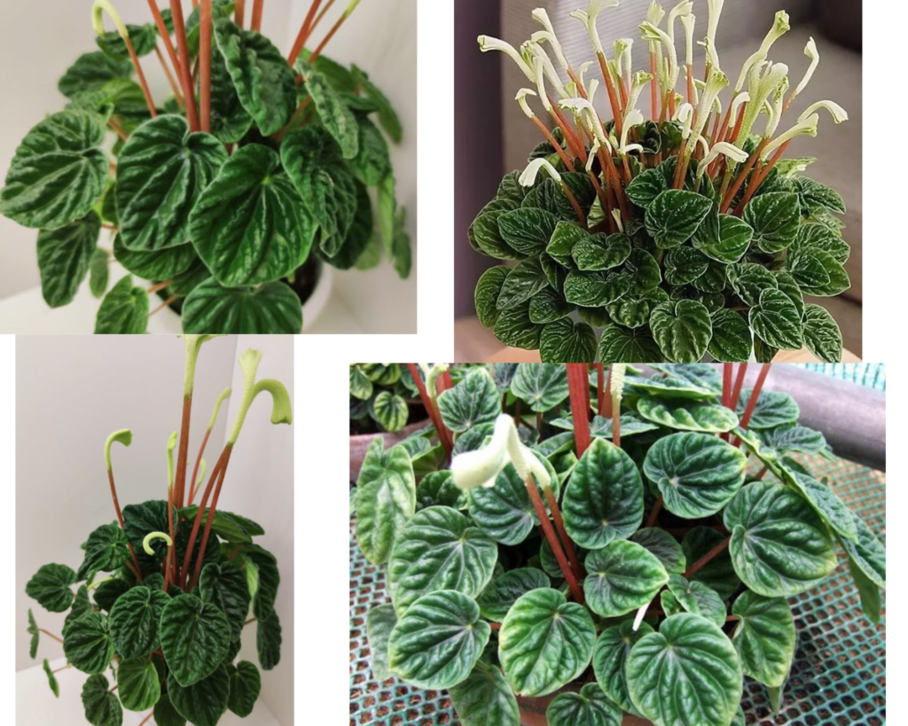 Пеперомия каперата Лилиан (Peperomia caperata Lilian) — уход за пеперомией в домашних условиях