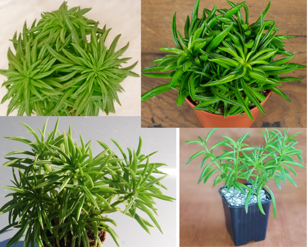 Пеперомия Хэппи Бин (Peperomia Happy Bean) — уход за пеперомией в домашних условиях