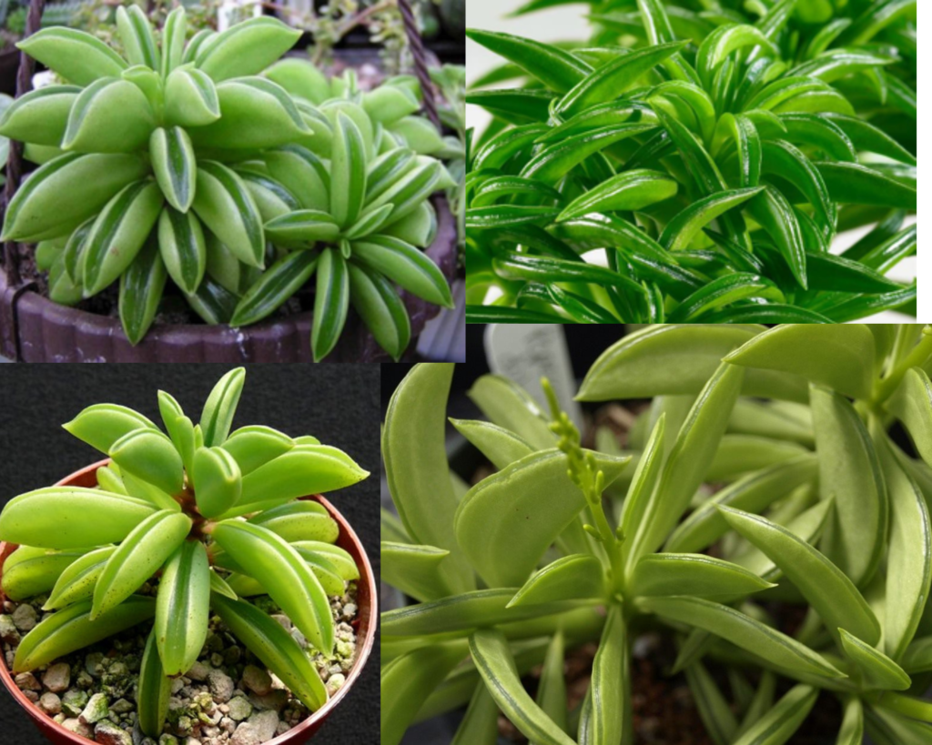 Цветок Пеперомия долотоподобная (Peperomia dolabriformis) — уход за пеперомией в домашних условиях