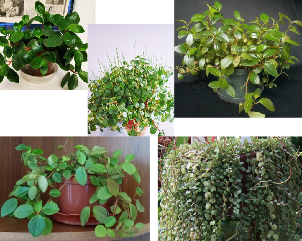Пеперомия головатая (Peperomia glabella) — уход за пеперомией в домашних условиях