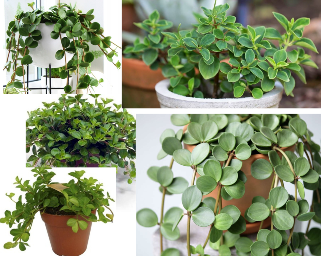 Пеперомия круглолистная (Peperomia rotundifolia) — уход за пеперомией в домашних условиях