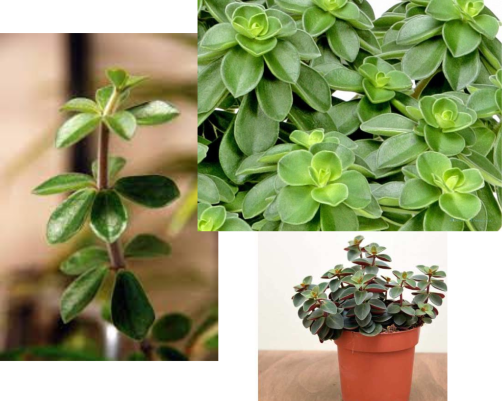 Пеперомия мутовчатая (Peperomia verticillata) — уход за пеперомией в домашних условиях