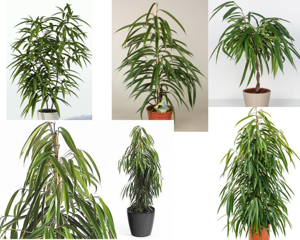 Фикус Али, узколистный (Ficus binnendijkii ‘Alii’)