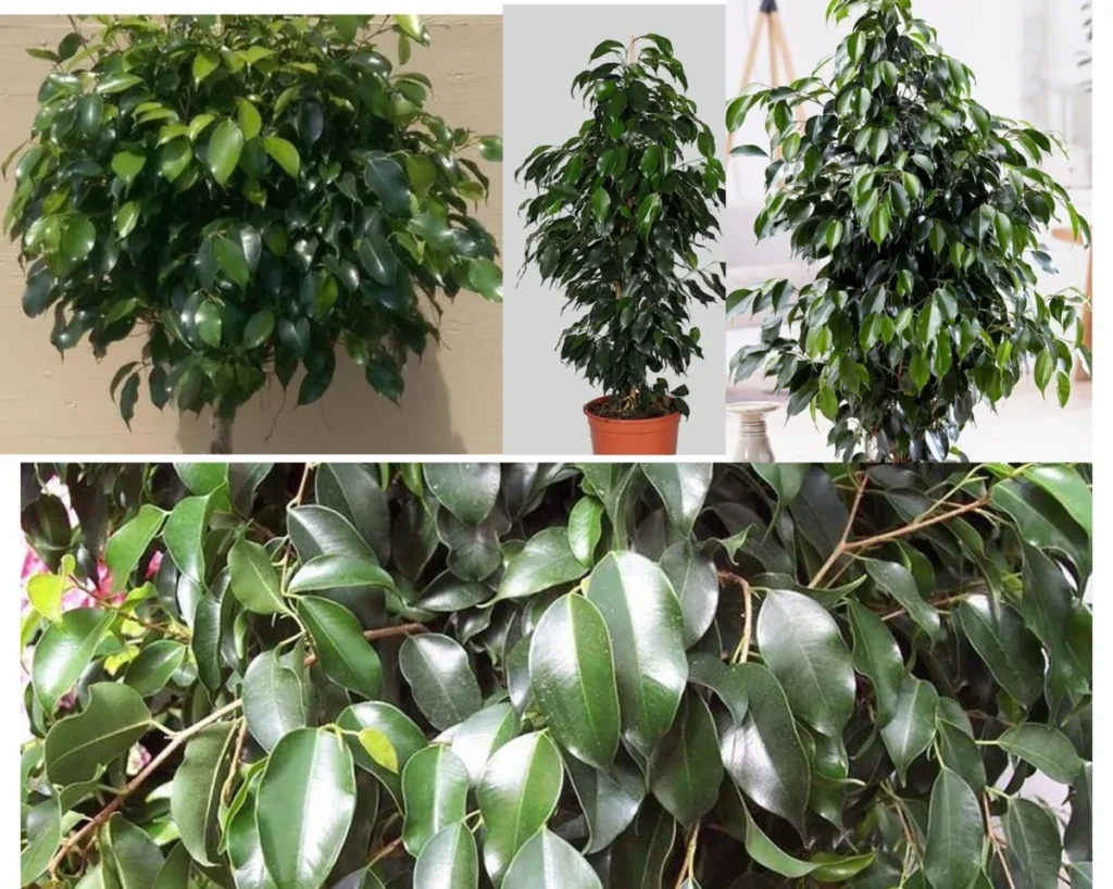 Ficus midnight lady shown in a collage with full plant shape and glossy dark green leaves