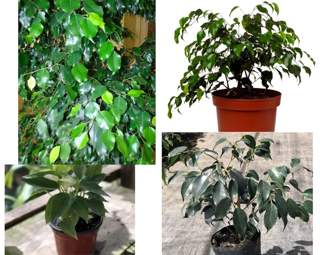 Фикус Бенджамина Наоми (Ficus benjamina Naomi) в горшках и крупным планом листвы