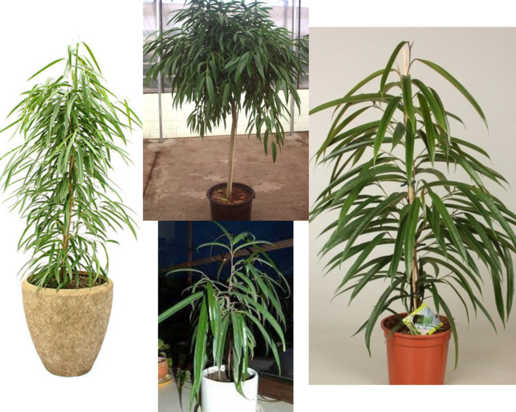 Фикус Биннендийка, узколистный (Ficus binnendijkii)
