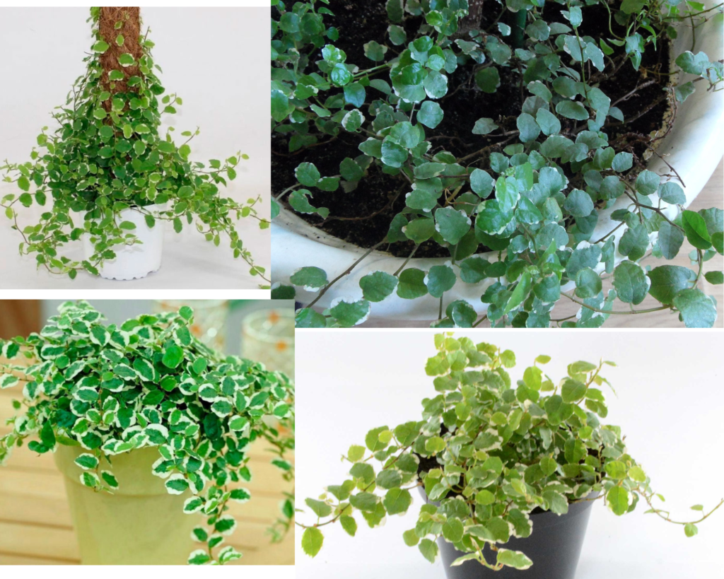 Фикус карликовый, или плющелистный (Ficus pumila)