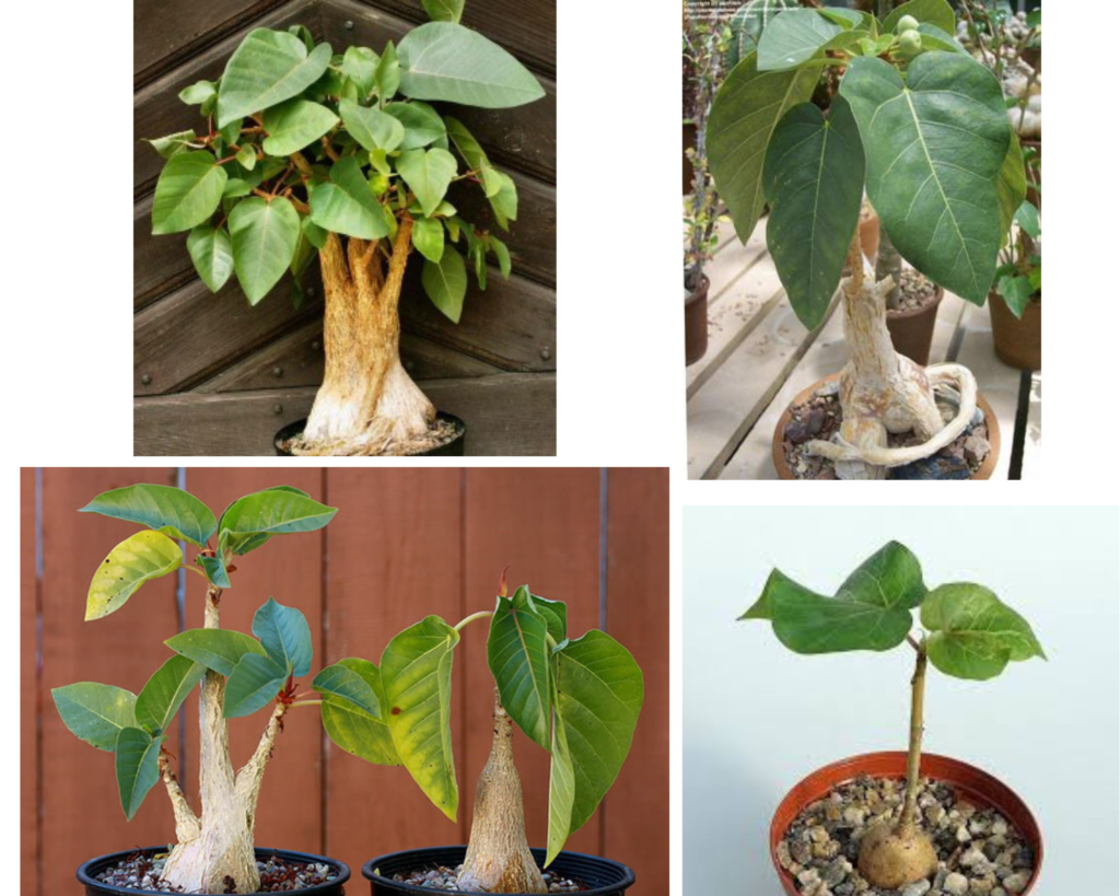 Фикус Пальмера — каудексный вид фикуса с утолщённым стволом (Ficus palmeri)