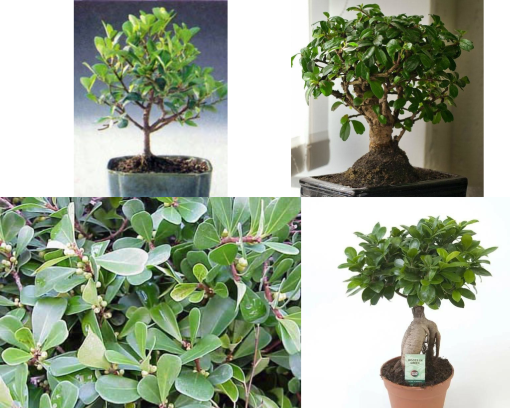 Фикус самшитолистный — декоративный фикус с мелкими плотными листьями (Ficus buxifolia)