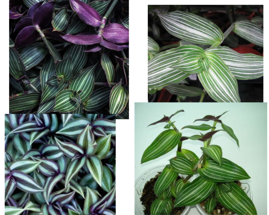 Сорт цветка Каллизия элегантная или изящная (Callisia Elegans)