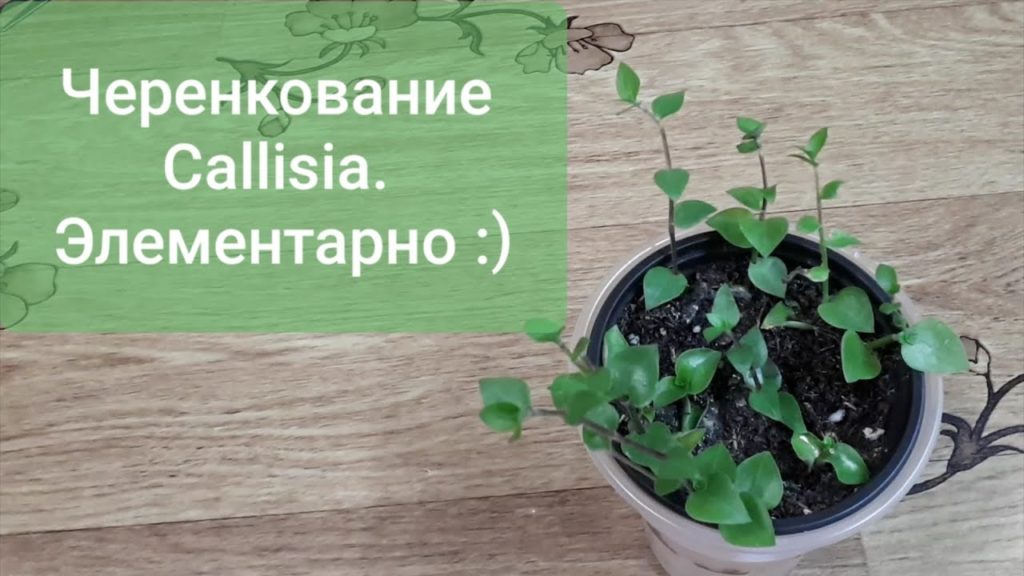 способ размножения Каллизии ,черенкование.