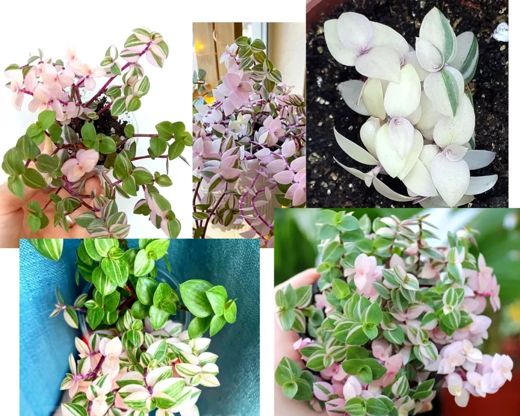 Каллизия ползучая Bianca (Callisia repens Bianca) с розово-бело-зелёной пестрой листвой