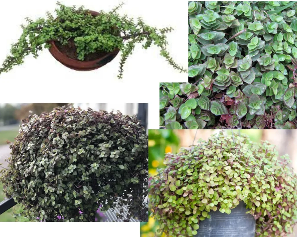 Каллизия ползучая (Callisia repens) в кашпо и крупным планом