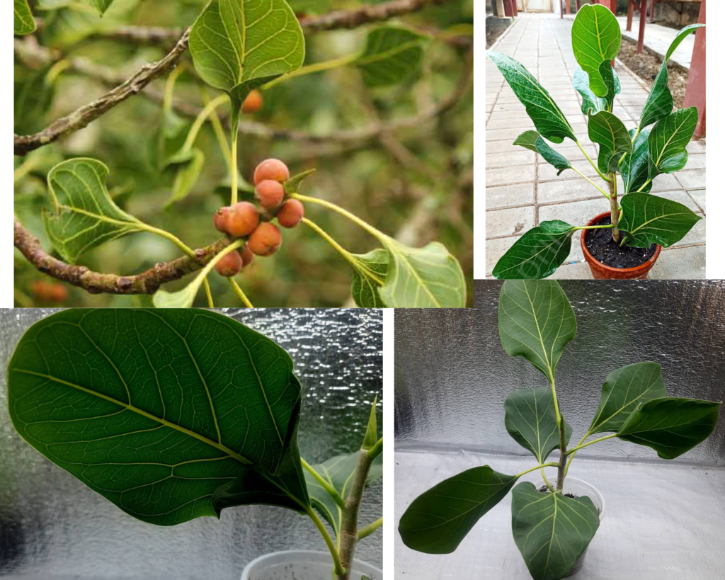 Фикус Кришны (Ficus benghalensis ‘Krishnae’) с характерными чашевидными листьями