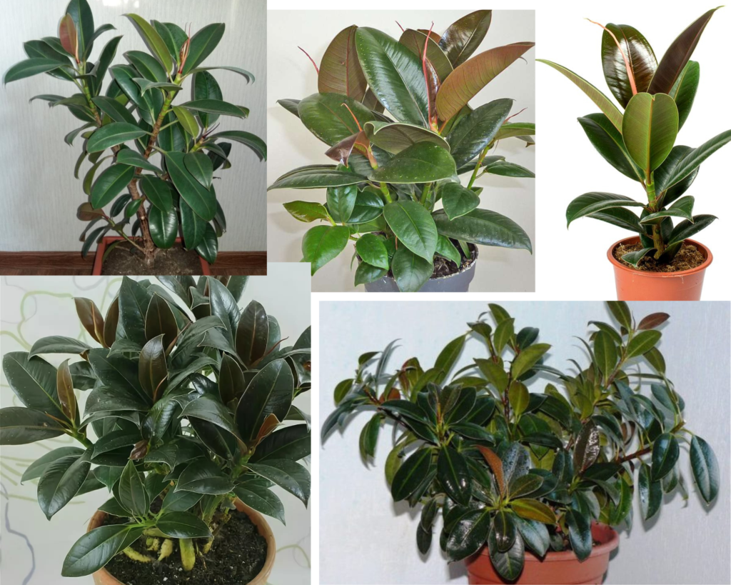 Фикус Мелани (Ficus elastica Melany) — каучуконосный фикус с тёмными глянцевыми листьями