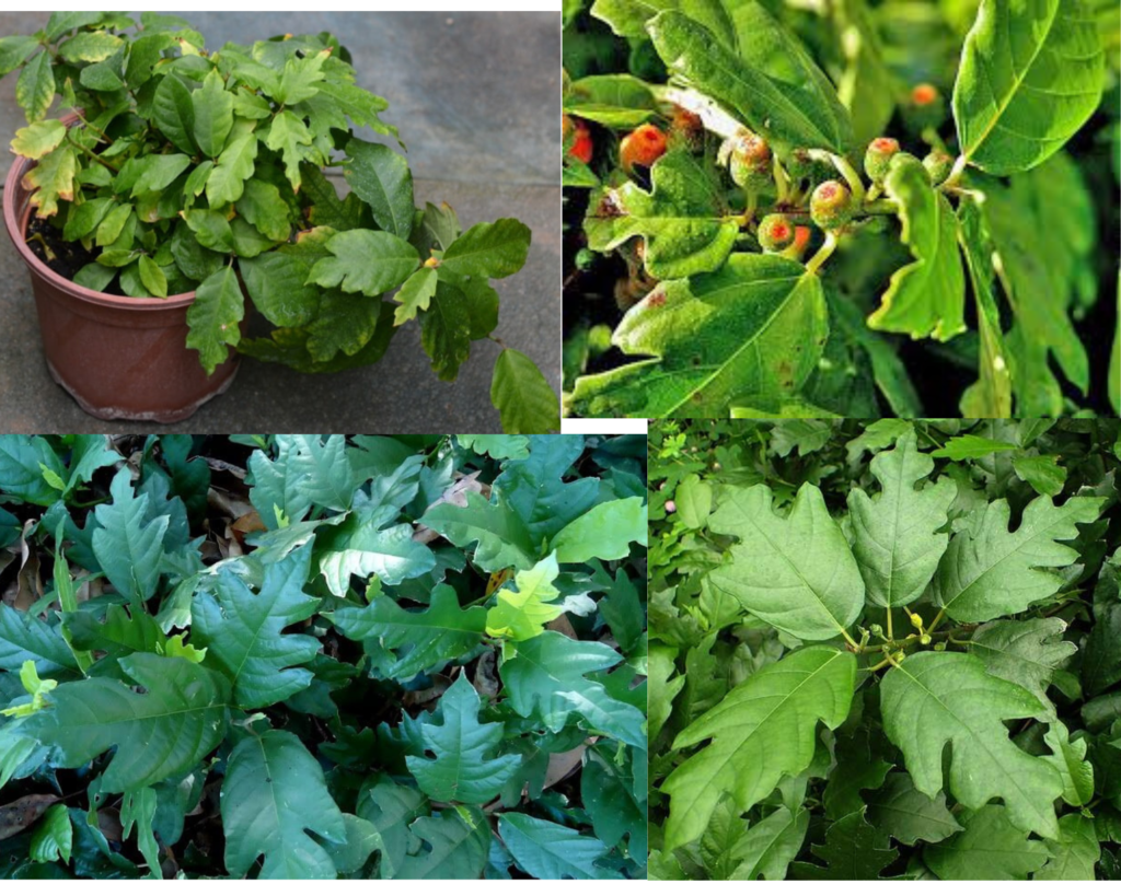 Фикус Монтана (Ficus montana) 