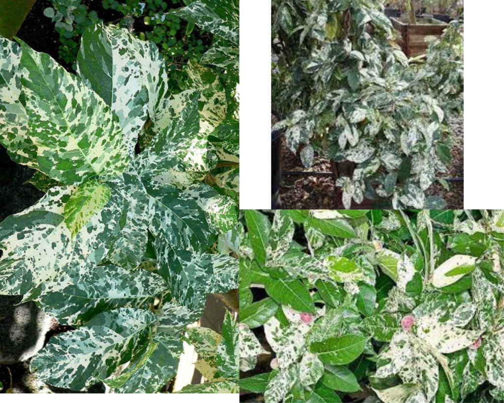 Фикус Парцелла пестролистный (Ficus parcellii)