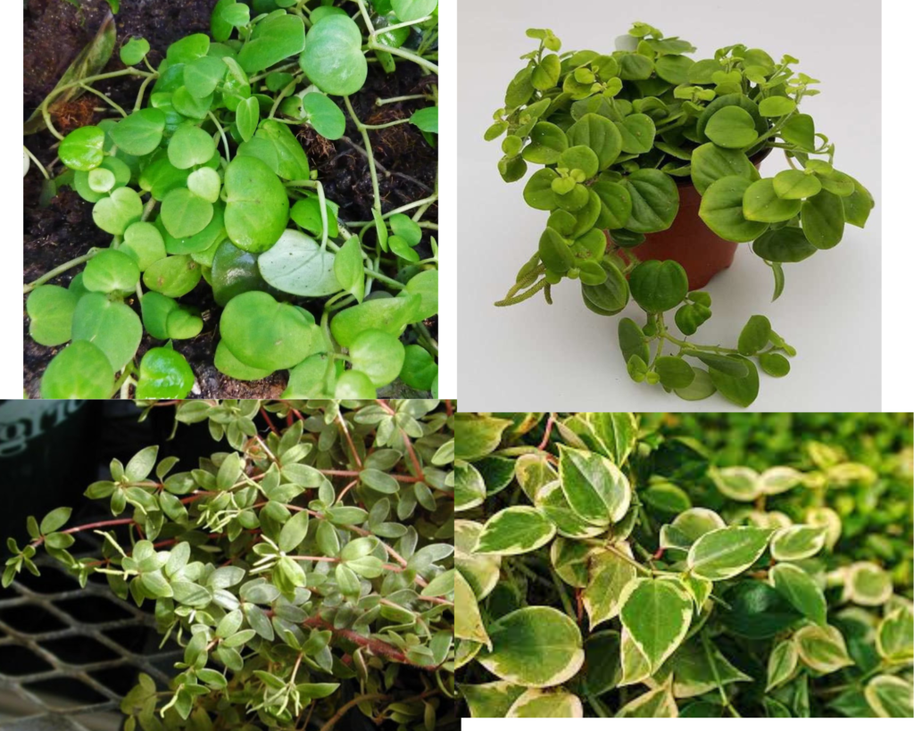 Пеперомия ползучая (Peperomia serpens) — уход за пеперомией в домашних условиях