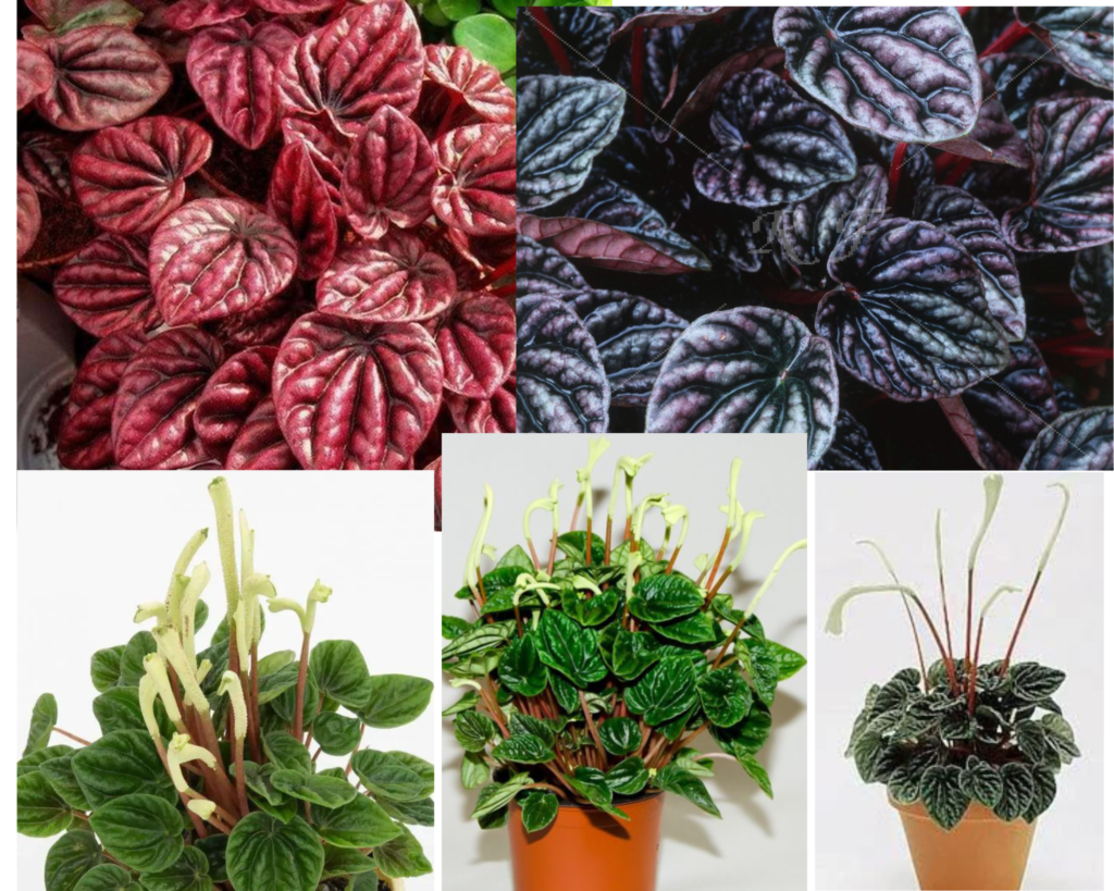 Пеперомия сморщенная (Peperomia caperata) — компактное комнатное растение с текстурированными листьями