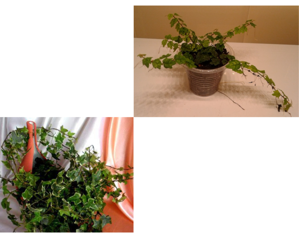 Фикус плющевидный, карликовый (Ficus pumila)