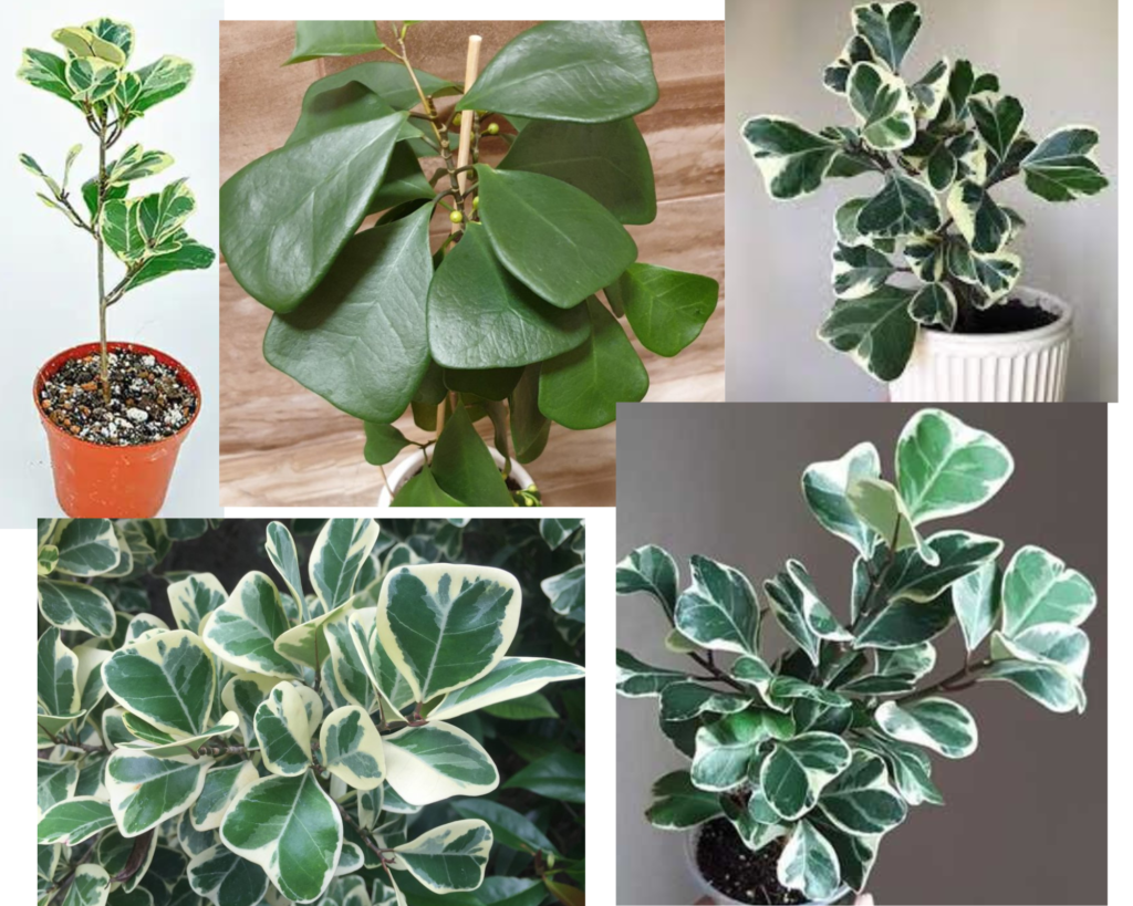 Фикус треугольный, триангулярис (Ficus triangularis)