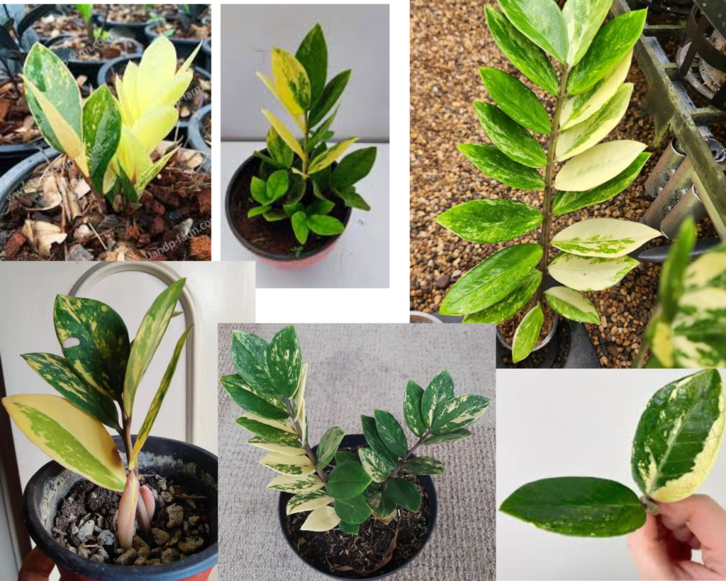 Zamioculcas zamiifolia Variegata (Замиокулькас Вариегатный) — декоративная форма для озеленения дома