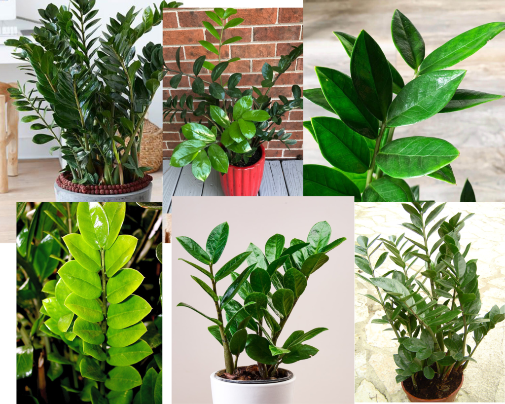 Растение Замиокулькас (Zamioculcas zamiifolia) — декоративный суккулент для озеленения дома