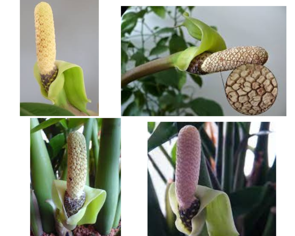 Цветок растения Zamioculcas zamiifolia — початок и покрывало в фазе цветения