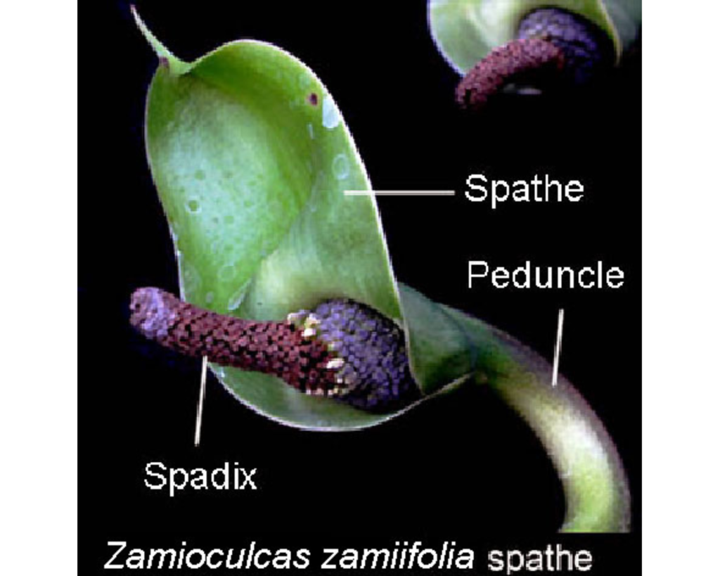 Соцветие Замиокулькаса (Zamioculcas zamiifolia): строение цветоноса, покрывало и початок
