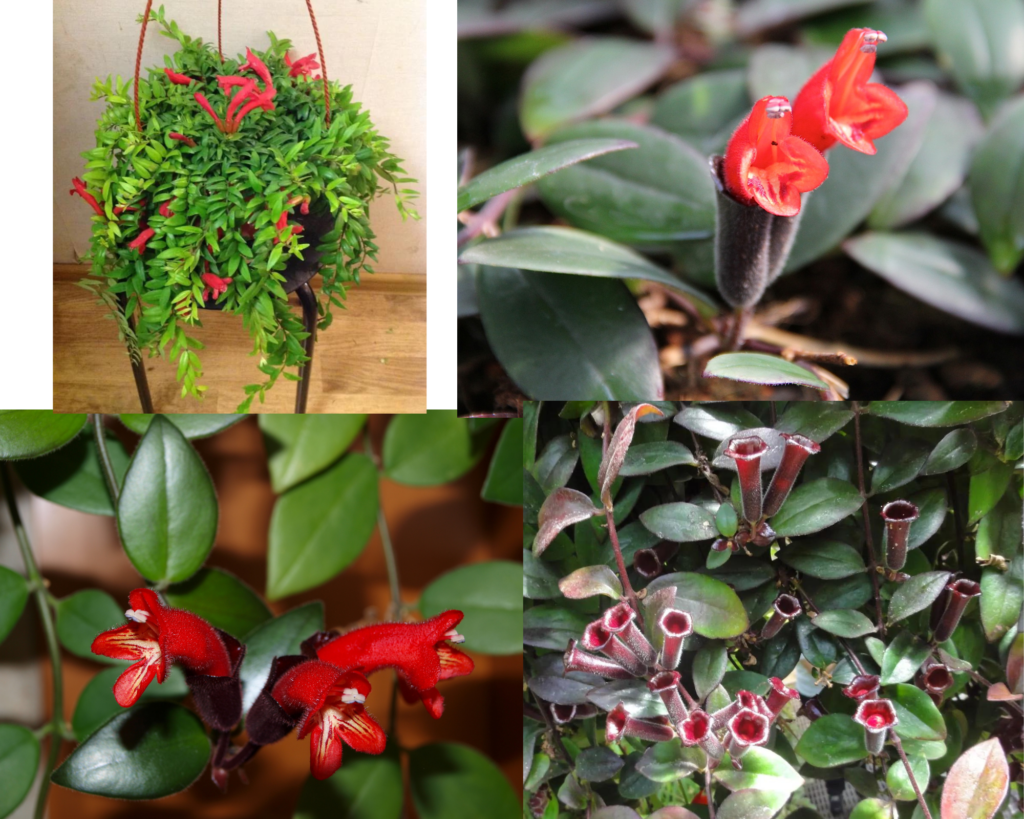 Эсхинантус Лобба — описание и уход Эсхинантус Лобба (Aeschynanthus lobbianus), популярный вид