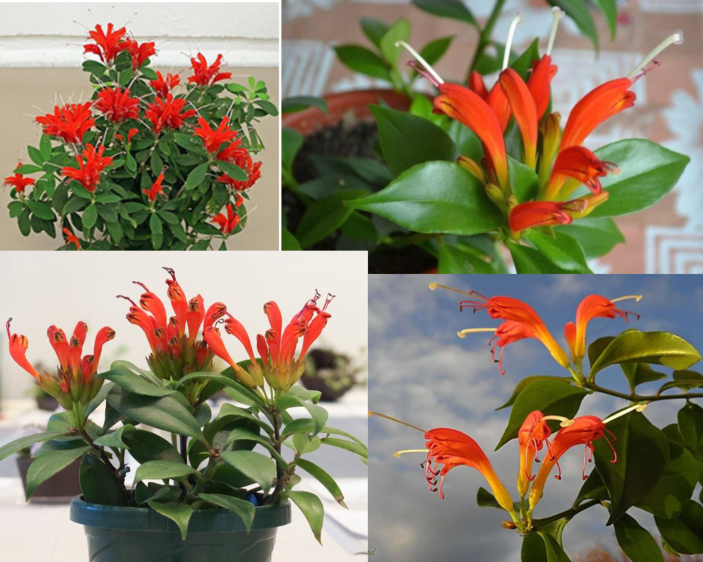Эсхинантус прекрасный (Aeschynanthus speciosus) Эсхинантус прекрасный (Aeschynanthus speciosus) — цветение комнатного растения