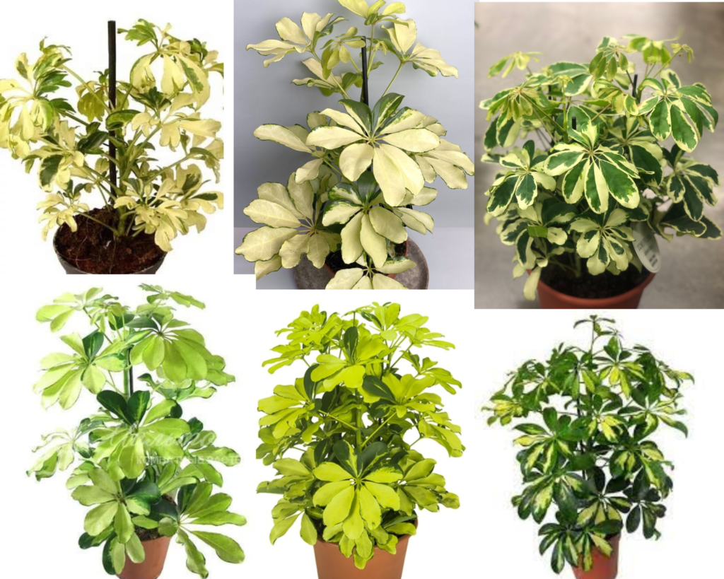 Шеффлера Мелани — декоративный сорт для дома Шеффлера Мелани (Schefflera arboricola ‘Melanie’) — декоративный сорт с вариегатной пёстрой листвой