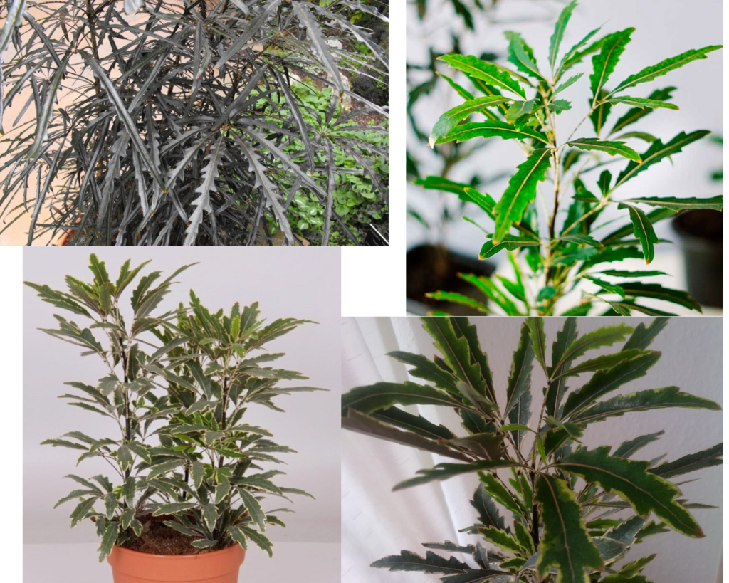 Шеффлера изящнейшая (Schefflera elegantissima) Шеффлера изящнейшая (Schefflera elegantissima) — декоративное растение с ажурной рассечённой листвой